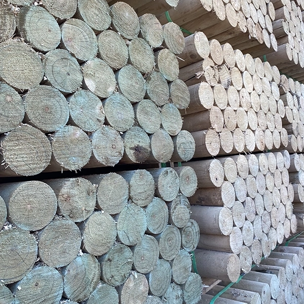 Fotografía de Rolletes Aurelia Preservación